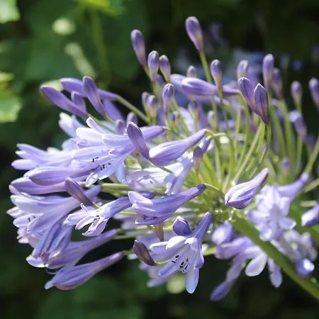 Les Agapanthes Gasny