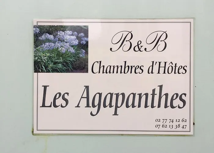 Les Agapanthes Gasny