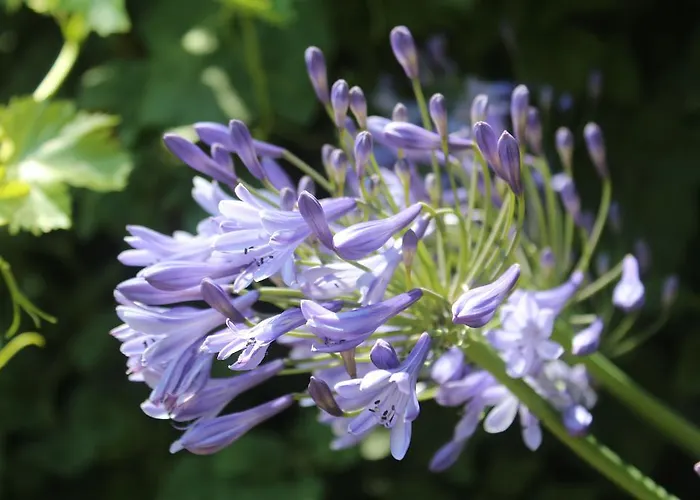 Les Agapanthes Gasny