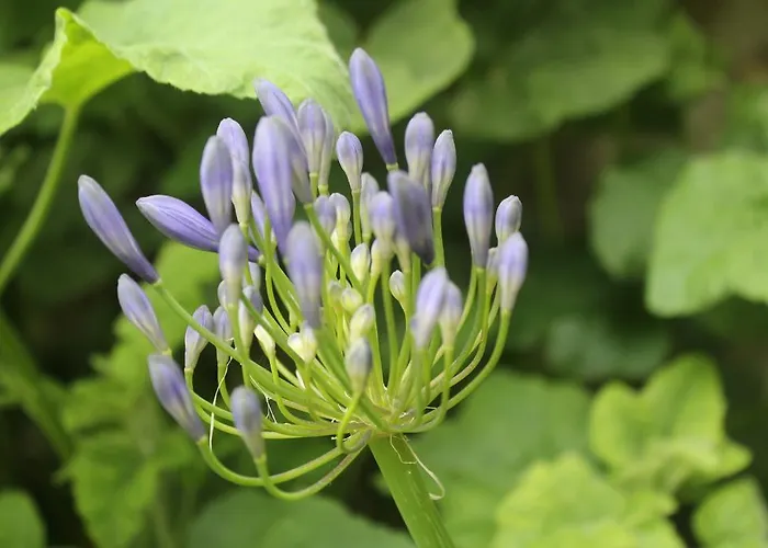 Les Agapanthes 3* Gasny